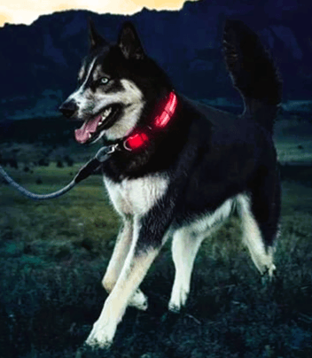 Collier Chien Lumineux Taille M - Image 1 of 4