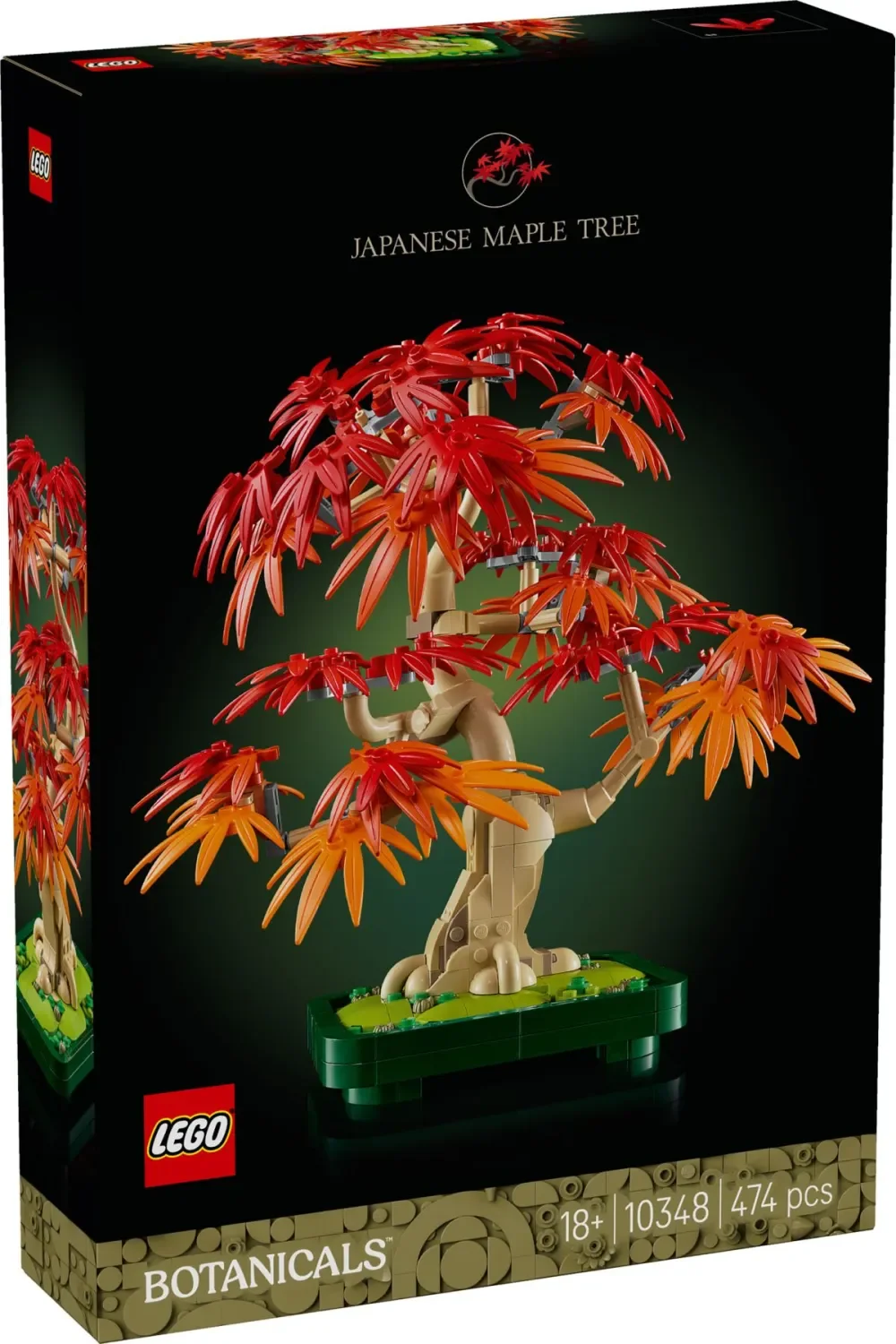 Bonsaï d’érable Rouge du Japon - Image 1 of 2
