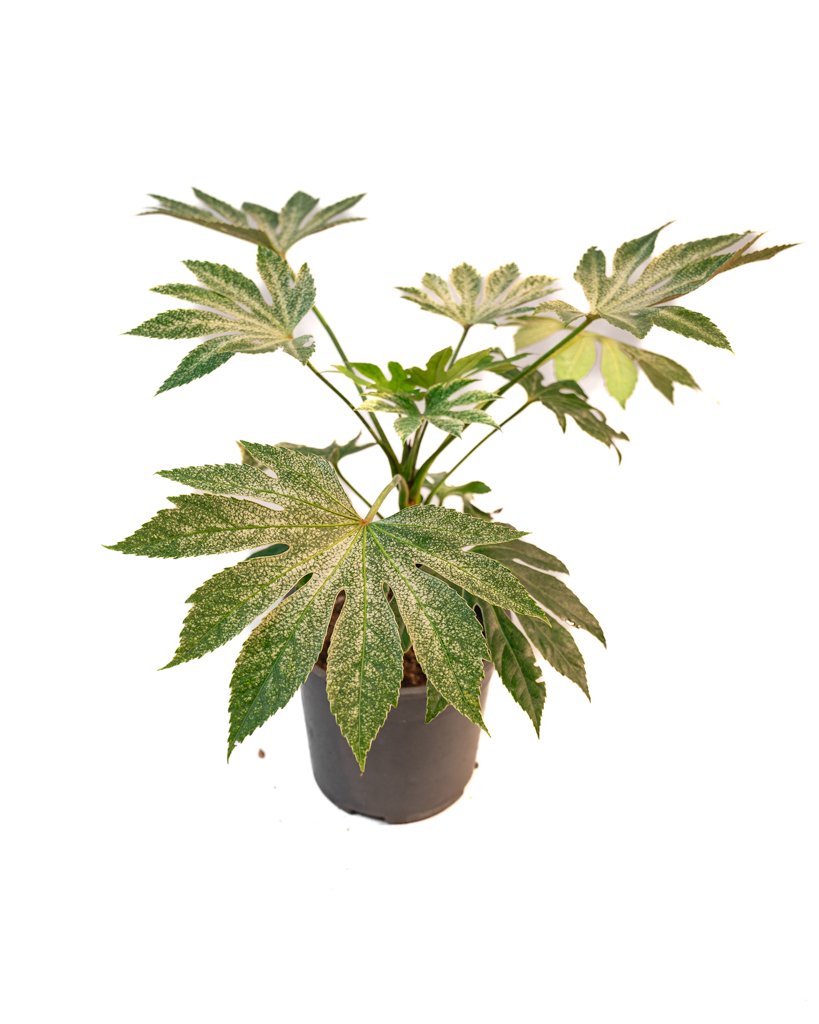 Fatsia Japonica Variegata - Image 1 of 4