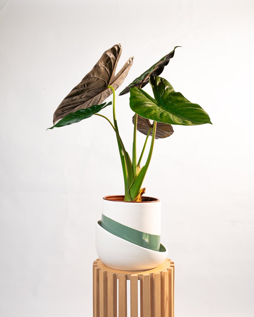 Alocasia Wentii - Image 1 of 2
