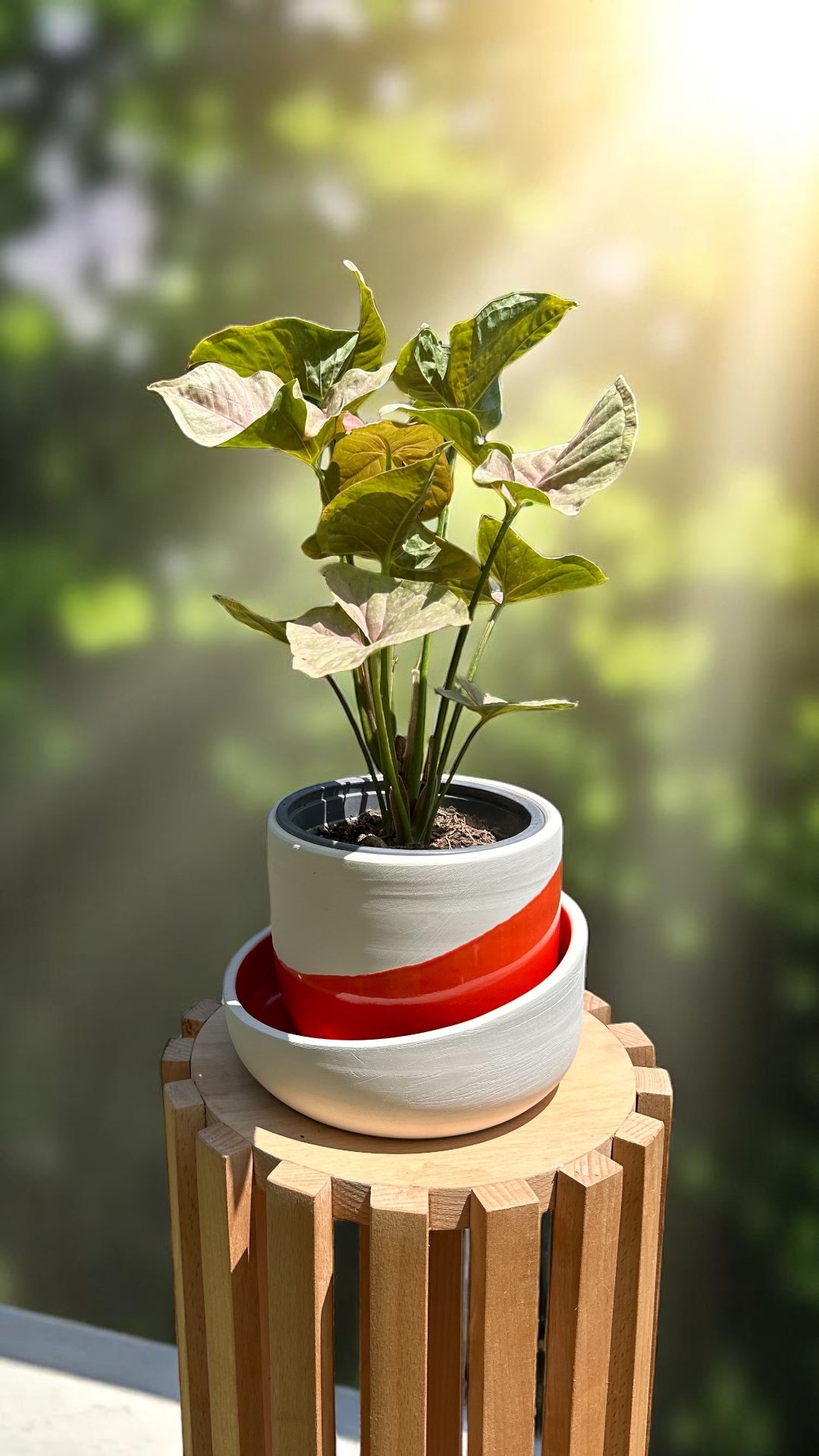 Syngonium Pink - Image 1 of 1
