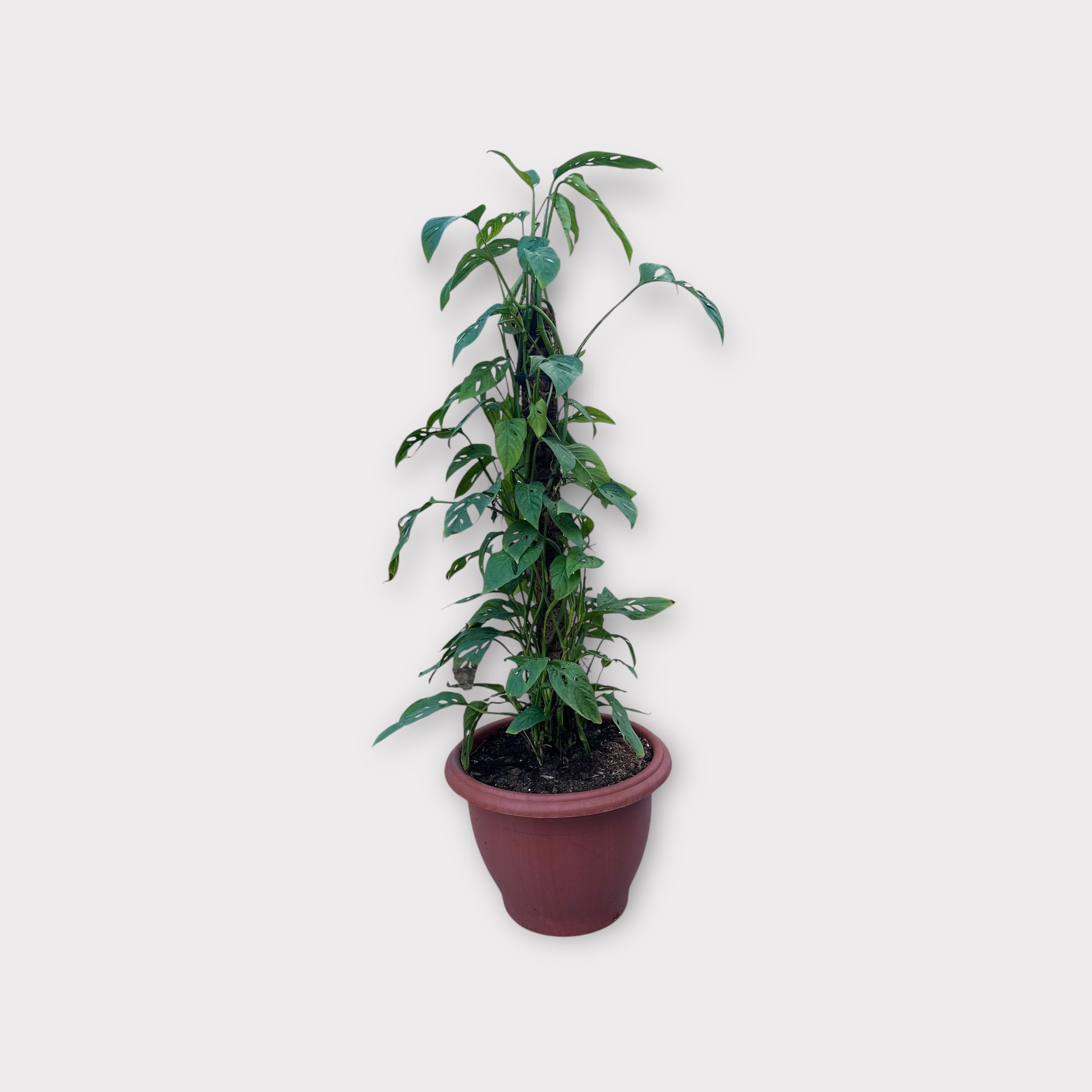 Monstera Adansonii - Grand Pot - Image 1 of 4