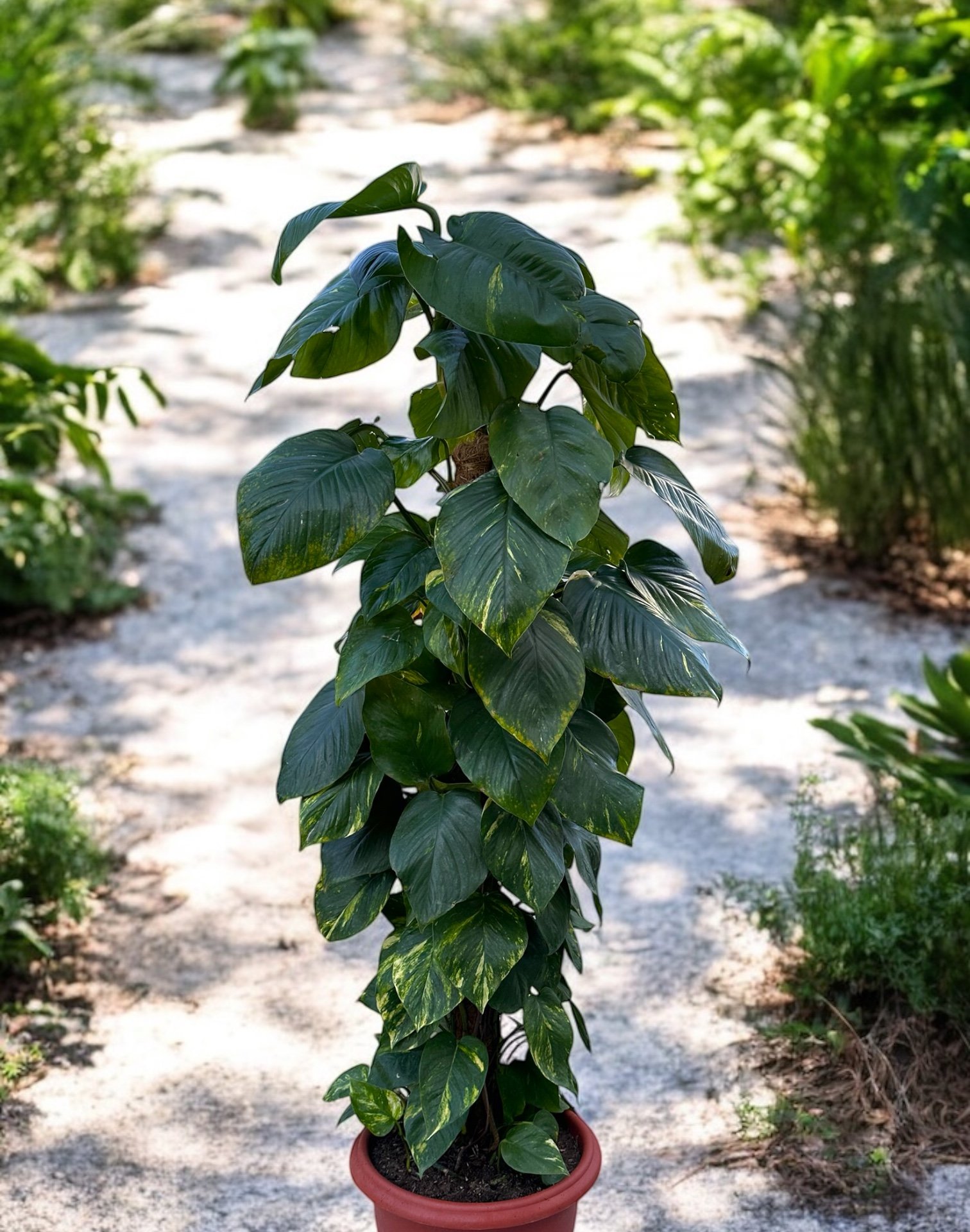 Epipremnum Aureum (pothos Doré) - Image 1 of 3
