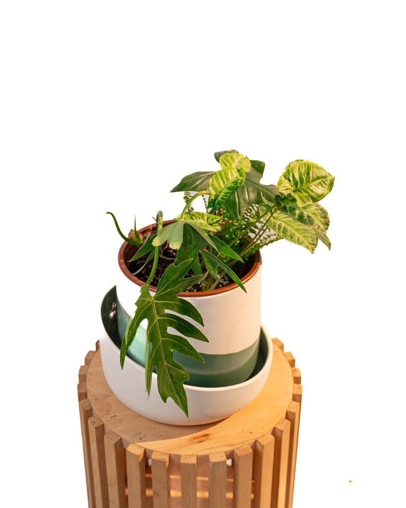 Oasis Feuillue - Image 1 of 4