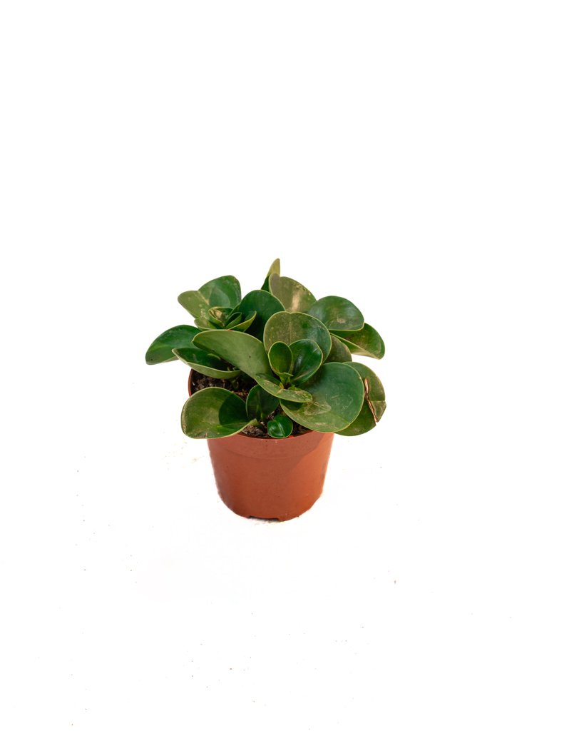 Peperomia Obtusifolia – Pourpier Des Bois - Image 1 of 3