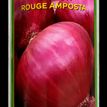 Graines D’oignon Rouge 100 Gr thumbnail 3