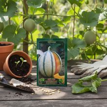 Flora Graines De Melon Cantaloup 5g thumbnail 3