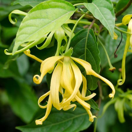 Masque Purifiant Ylang Ylang - 99% Naturel thumbnail 4