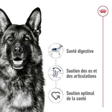 Royal Canin Maxi Adult - Croquettes pour chien thumbnail 2