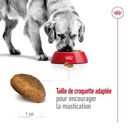 Royal Canin Maxi Adult - Croquettes pour chien thumbnail 4