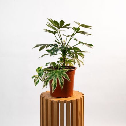 Fatsia Japonica Variegata thumbnail 4
