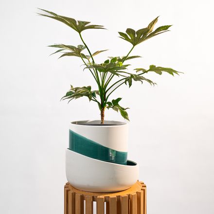 Fatsia Japonica Variegata thumbnail 3