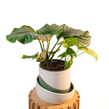 Calathéa Orbifolia thumbnail 1