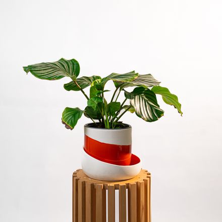 Calathéa Orbifolia thumbnail 3
