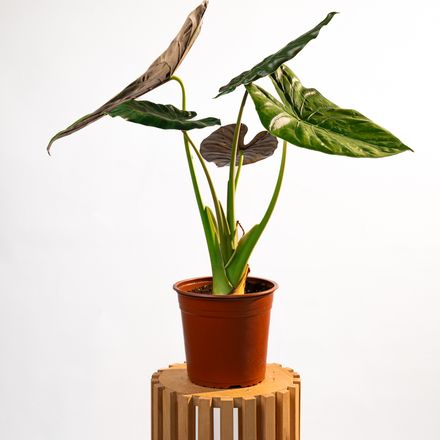 Alocasia Wentii thumbnail 2