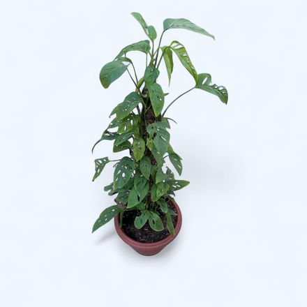 Monstera Adansonii - Grand Pot thumbnail 2