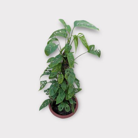 Monstera Adansonii - Grand Pot thumbnail 4