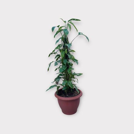 Monstera Adansonii - Grand Pot thumbnail 1