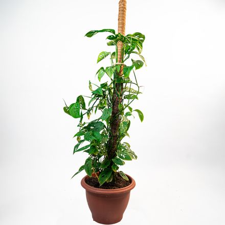 Monstera Adansonii - Grand Pot thumbnail 3