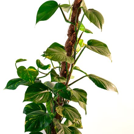 Epipremnum Aureum (pothos Doré) thumbnail 3