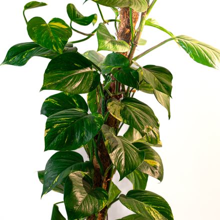 Epipremnum Aureum (pothos Doré) thumbnail 2