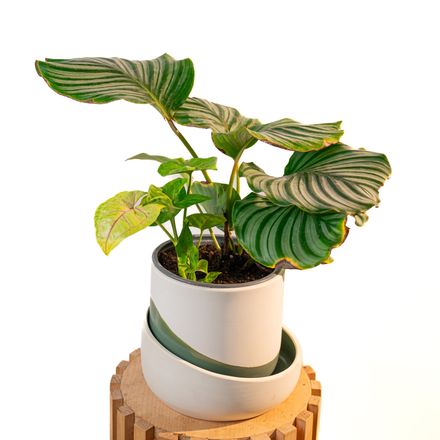 Cache Pot Artisanal, Vert Olive thumbnail 2
