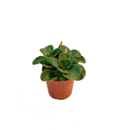 Peperomia Obtusifolia – Pourpier Des Bois thumbnail 1