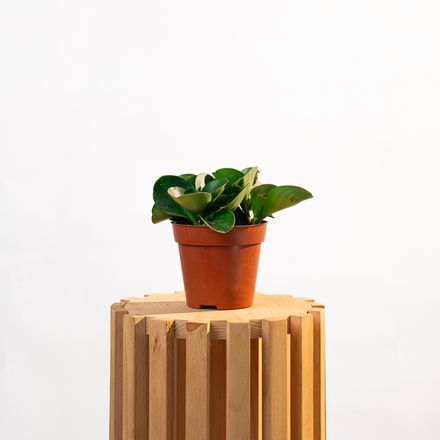 Peperomia Obtusifolia – Pourpier Des Bois thumbnail 3