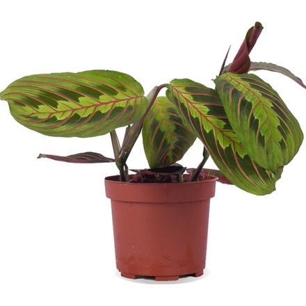 Maranta Leuconeura Fascinator thumbnail 1