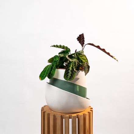 Maranta Leuconeura Fascinator thumbnail 3