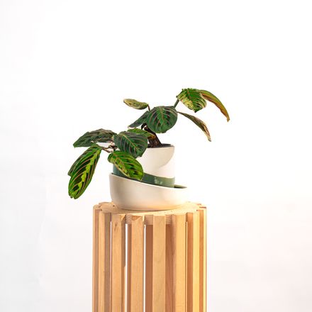 Maranta Leuconeura Fascinator thumbnail 4