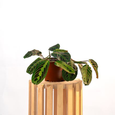 Maranta Leuconeura Fascinator thumbnail 2