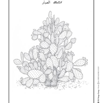 Affiche planche botanique CACTUS thumbnail 2