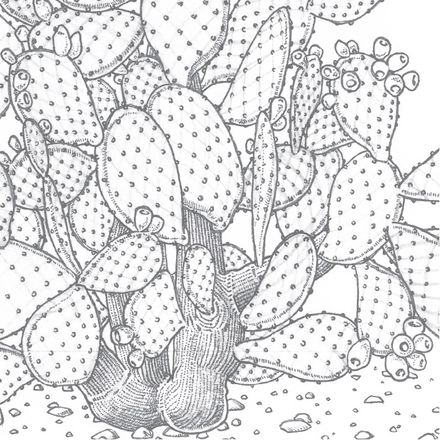 Affiche planche botanique CACTUS thumbnail 3