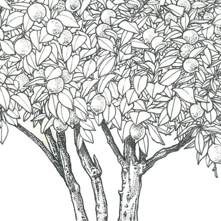 Affiche planche botanique CITRONNIER thumbnail 3