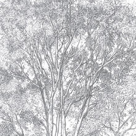 Planche botanique EUCALYPTUS thumbnail 3