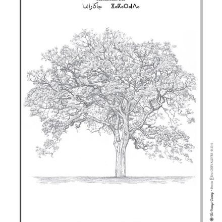 Affiche planche botanique JACARANDA thumbnail 2