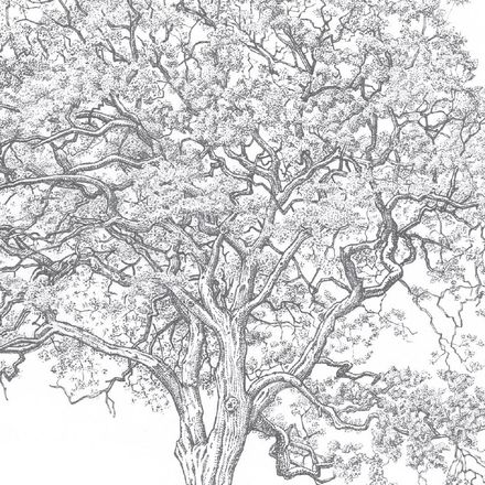 Affiche planche botanique JACARANDA thumbnail 3