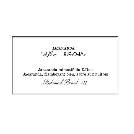 Affiche planche botanique JACARANDA thumbnail 4