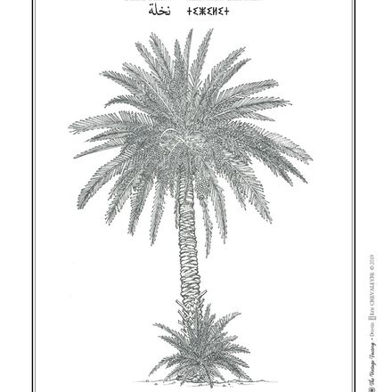 Affiche planche botanique PALMIER thumbnail 2