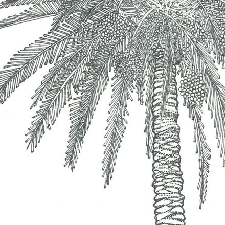 Affiche planche botanique PALMIER thumbnail 3
