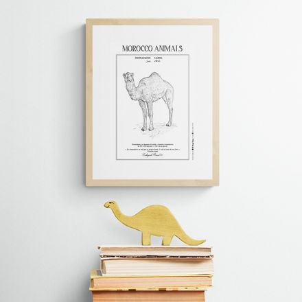 Affiche de la planche zoologique DROMADAIRE thumbnail 1