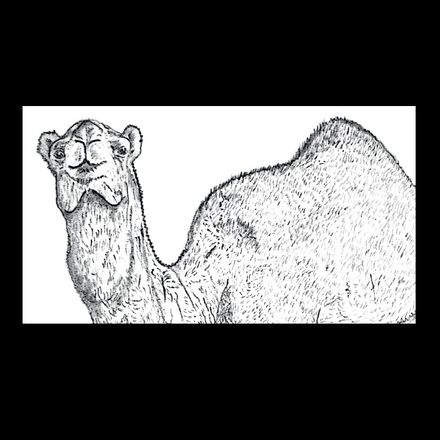 Affiche de la planche zoologique DROMADAIRE thumbnail 4