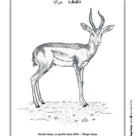 Affiche de la planche zoologique GAZELLE DAMA thumbnail 2