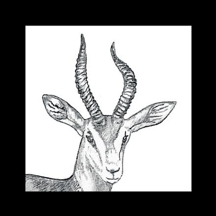 Affiche de la planche zoologique GAZELLE DAMA thumbnail 3