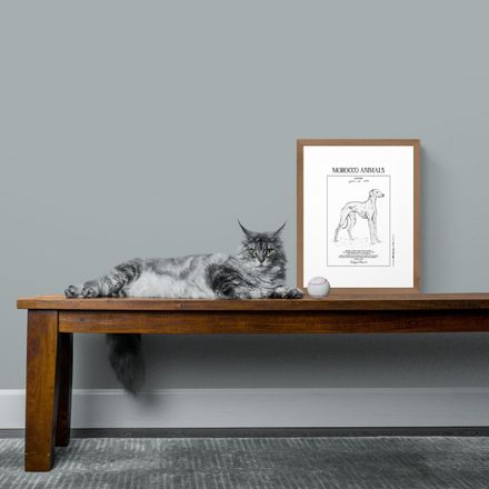 Affiche de la planche zoologique SLOUGHI thumbnail 1