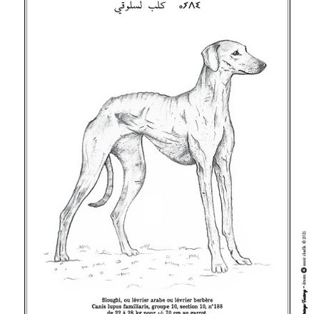 Affiche de la planche zoologique SLOUGHI thumbnail 3