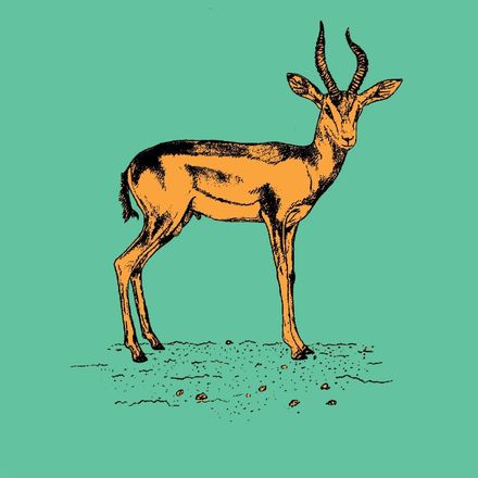 Affiche de la planche zoologique GAZELLE DAMA version POP thumbnail 3