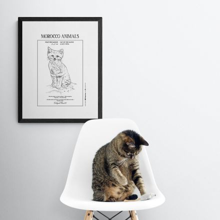 Affiche de la planche zoologique CHAT DES SABLES thumbnail 2