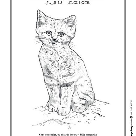 Affiche de la planche zoologique CHAT DES SABLES thumbnail 3